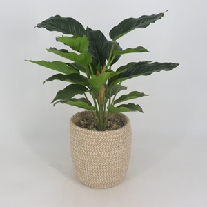 אקססוריז לבית