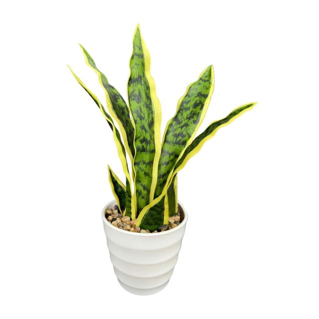 צמח דקורטיבי - מעמד פלסטיק לבן